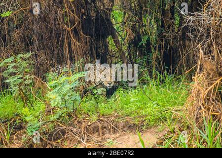 Jaguar (Panthera onca) walking in forest, Porto Jofre, Pantanal, Brazil Stock Photo