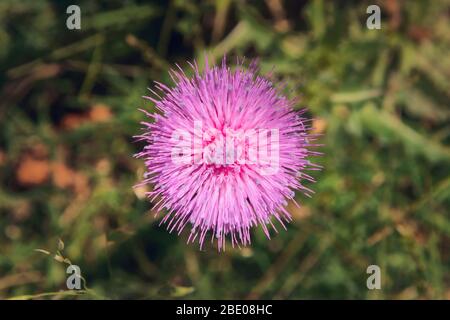 Light purple thistle flower, centered on the frame. Detail close up. Stock Photo