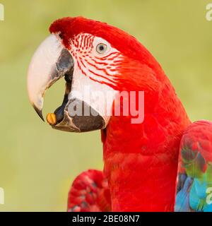 Portrait of red-and-green macaw, Porto Jofre , Mato Grosso, Cuiaba River, near the mouth of the Three Brothers in the northern Pantanal, Brazil. Stock Photo