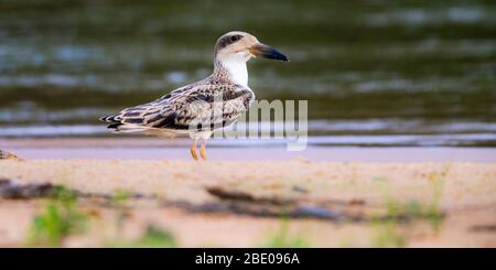 Portrait of Black skimmer chick, Porto Jofre , Mato Grosso, Cuiaba River, near the mouth of the Three Brothers in the northern Pantanal, Brazil Stock Photo