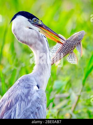 Portrait of cocoi heron with fish, Porto Jofre, Mato Grosso, Brazil Stock Photo