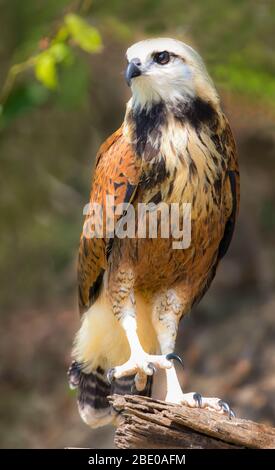 Portrait of black-collared hawk perching on tree branch, Porto Jofre, Mato Grosso, Brazil Stock Photo