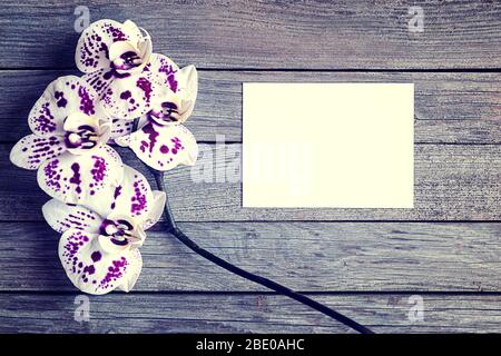 blank card with white orchid on wooden background Stock Photo
