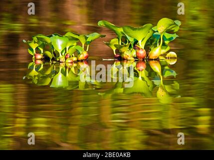 Common water hyacinths (Eichhornia crassipes) growing in shiny Cuiaba River, Porto Jofre, Pantanal, Brazil Stock Photo