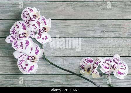 white orchids with purple spots on gray wooden background Stock Photo