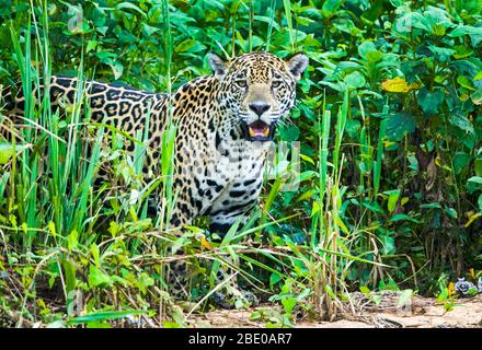 Portrait of jaguar (Panthera onca) standing in grass, Porto Jofre, Pantanal, Brazil Stock Photo