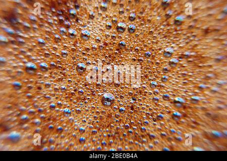 abstract black coffee foam background Stock Photo
