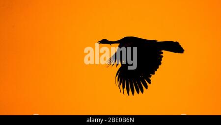 Silhouette of blue-throated piping guan (Pipile cumanensis) flying against clear orange sky at dusk, Porto Jofre, Pantanal, Brazil Stock Photo