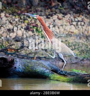 Rufescent tiger heron (Tigrisoma lineatum) walking on driftwood, Porto Jofre, Pantanal, Brazil Stock Photo