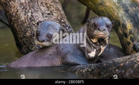 Giant otter (Pteronura brasiliensis) couple in Cuiaba River, Porto Jofre, Mato Grosso, Brazil Stock Photo