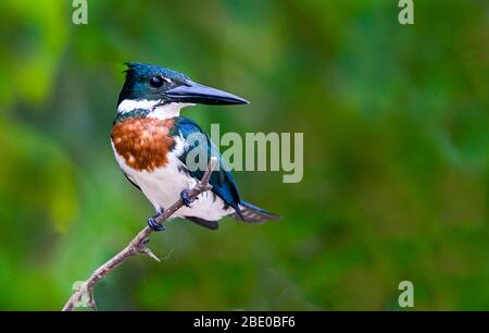 Portrait of ringed kingfisher (Megaceryle torquata) perching on branch, Porto Jofre, Pantanal, Brazil Stock Photo