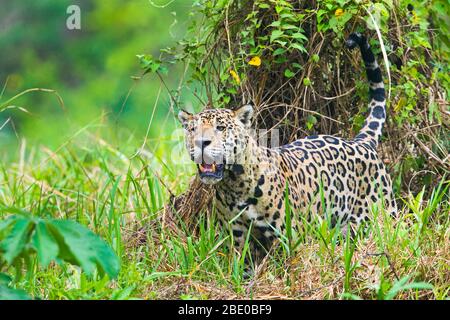 Alerted jaguar (Panthera onca) standing in grass, Porto Jofre, Pantanal, Brazil Stock Photo