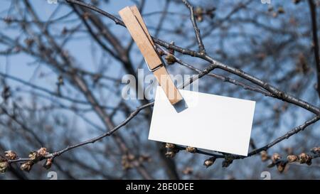 Blank white memo sheet clipped with wooden landry pin on sunny spring tree and blue sky background. Memo write copy space card hanging Stock Photo