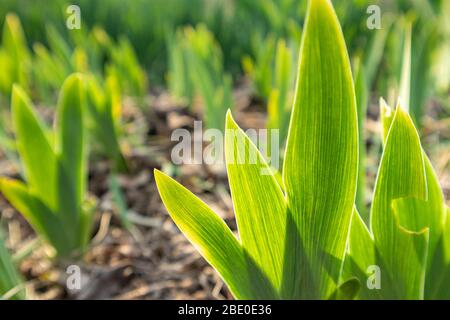 Green young flower leaves growing in garden. Spring sunny development growth Stock Photo