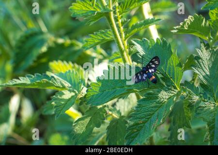 A black butterfly sits on a nettle leaf.Scarlet tiger moth with yellow spots on black wings sitting on the green nettle leaf Stock Photo