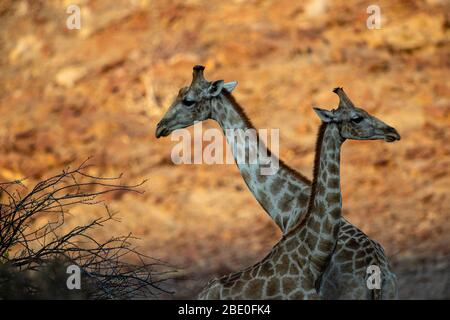 two giraffes crossed at sunset in a canyon Stock Photo