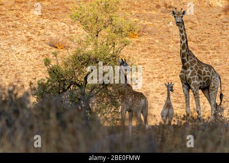 three giraffes stand in a canyon at sunset in the vegetation Stock Photo