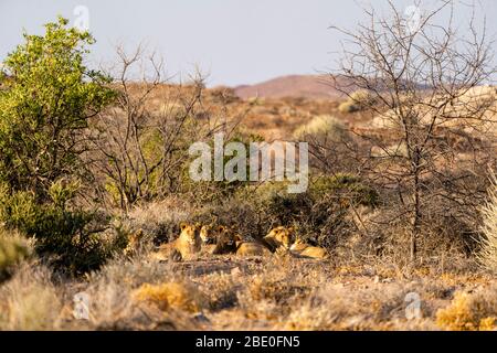 a group of lions is resting in the bush at sunset Stock Photo