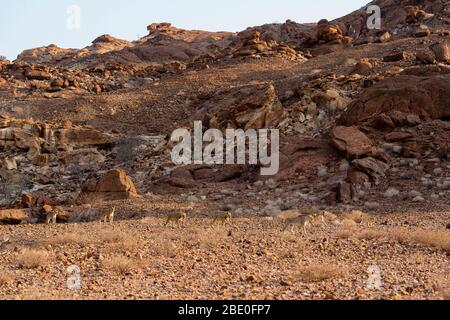 a group of desert lion comes out at sunset from a canyon Stock Photo