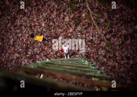 birds eye view of two chihuahua dogs looking up ladder on forrest leaf Stock Photo