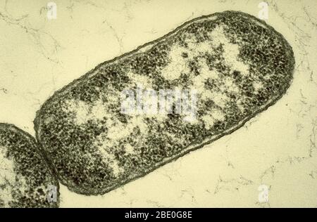 Escherichia coli. Stock Photo