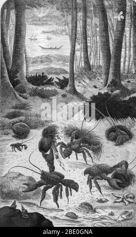 Drawing entitled 'The Robber Crab,' from a book called 'What Mr. Darwin saw in his voyage round the world in the ship 'Beagle,'' published in 1879. Stock Photo