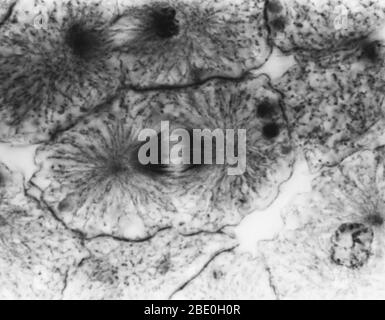 Light micrograph showing mitosis in whitefish blastula, early telophase. No magnification given. Mitosis, the usual method of cell division, characterized typically by the resolving of the chromatin of the nucleus into a threadlike form, which condenses into chromosomes, each of which separates longitudinally into two parts, one part of each chromosome being retained in each of two new cells resulting from the original cell. The four main phases of mitosis are prophase, metaphase, anaphase, and telophase. Blastula, an animal embryo at the stage immediately following the division of the fertili