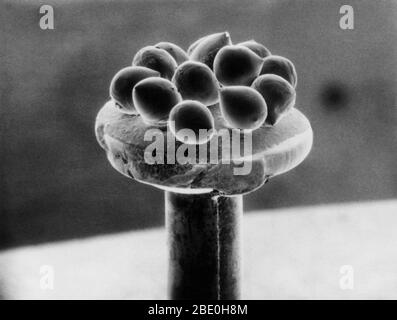 Scanning Electron Micrograph (SEM) showing silicon beads on the head of a pin. Stock Photo