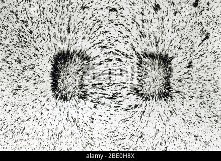 Magnetic lines of force of a horseshoe magnet, demarcated by iron filings on paper. Stock Photo