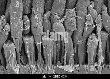 Scanning Electron Micrograph (SEM) of the rod and cone structure of a amphibian retina. Rod cells are photoreceptor cells in the retina of the eye that can function in less intense light than the other type of visual photoreceptor, cone cells. Rods are usually found concentrated at the outer edges of the retina and are used in peripheral vision. Cone cells, or cones, are one of three types of photoreceptor cells in the retina of mammalian eyes. They are responsible for color vision and function best in relatively bright light, as opposed to rod cells, which work better in dim light. The night Stock Photo