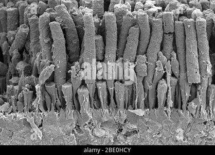 Scanning Electron Micrograph (SEM) of the rod and cone structure of a amphibian retina. Rod cells are photoreceptor cells in the retina of the eye that can function in less intense light than the other type of visual photoreceptor, cone cells. Rods are usually found concentrated at the outer edges of the retina and are used in peripheral vision. Cone cells, or cones, are one of three types of photoreceptor cells in the retina of mammalian eyes. They are responsible for color vision and function best in relatively bright light, as opposed to rod cells, which work better in dim light. The night Stock Photo