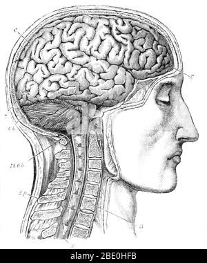 A brain illustration from 'Dictionnaire des sciences anthropologiques' (1883) published under the direction of Alphonse Bertillon, Coudereau, A. Hovelacque, Issaurat, and others. Alphonse Bertillon (1853-1914) was a French police officer and biometrics researcher who created anthropometry, an identification system based on physical measurements. Anthropometry was the first scientific system used by police to identify criminals. In this system the person was identified by measurement of the head and body, individual markings (tattoos, scars) and personality characteristics. This illustration is Stock Photo