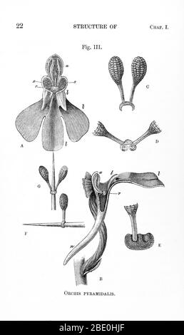 Illustration of the structure of Orchis Pyramidalis from Charles Darwin's 'On the various contrivances by which British and foreign orchids are fertilised by insects: and on the good effects of intercrossing' (1862). The complex mechanisms which orchids have evolved to achieve cross-pollination were investigated by Charles Darwin (1809-1882) and described in his 1862 book Fertilisation of Orchids. Orchids have developed highly specialized pollination systems, thus the chances of being pollinated are often scarce, so orchid flowers usually remain receptive for very long periods, and most orchid Stock Photo