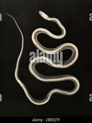 Historical X-ray of an Aesculapian snake, 1896. The Aesculapian snake (now Zamenis longissimus, previously Elaphe longissima), is a species of nonvenomous snake native to Europe. Growing up to 2 metres (6.6 ft) in total length, it has been of cultural and historical significance for its role in ancient Greek and Roman mythology and derived symbolism. Taken by Josef Maria Eder (Austrian, 1855-1944) and Eduard Valenta (Austrian, 1857-1937). Photogravure. Eder was the director of an institute for graphic processes and the author of an early history of photography. With the photochemist Valenta, h Stock Photo