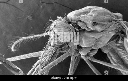 SEM showing the ultrastructural morphologic surface features of the head, and thoracic regions of an Anopheles gambiae mosquito. Human malaria is transmitted only by females of the genus Anopheles. Of the approximately 430 Anopheles species, only 30-40 transmit malaria in nature. An organism that transmits a disease to another organism is known as a vector. Note the compound eye, composed of numerous ommatidia, which are the small subunits that act in concert with one another to provide a comprehensive mosaic image to the organism of its surroundings. Like all mosquitoes, adult anophelines hav Stock Photo