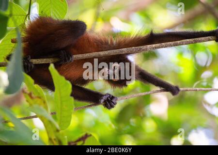 Central American Spider Monkey, Ateles geoffroyi, Cebidae, Corcovado National Park; Osa Peninsula; Costa Rica; Centroamerica Stock Photo