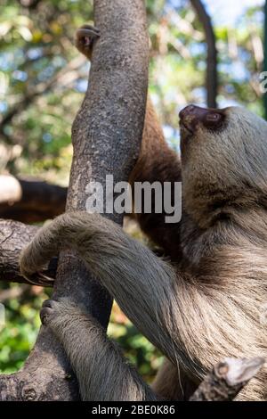Sloth Horizontal Hoffman's Two-Toed Sloth, Chelopus hofmanni, Megalonychidae, Costa Rica ...