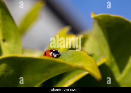 Orange Ladybird on a green leaf in the spring sunshine Stock Photo
