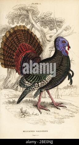 Wild turkey, male, Meleagris gallopavo. Handcoloured copperplate engraving by William Lizars after an illustration from Sir William Jardine’s the Natural History of Gallinaceous Birds in his Naturalist’s Library: Ornithology, Lizars, Edinburgh, 1834. Stock Photo