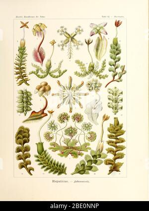 Hepaticae (Marchantiophyta) from Ernst Haeckel's Kunstformen der Natur, 1904 Stock Photo
