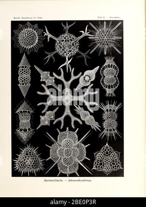 from Ernst Haeckel's Kunstformen der Natur, 1904 Stock Photo