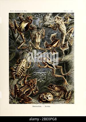 Batrachia (Amphibians), by Ernst Haeckel, 1904 - Editorial use only ...