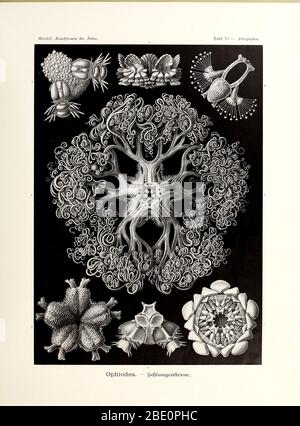 from Ernst Haeckel's Kunstformen der Natur, 1904 Stock Photo