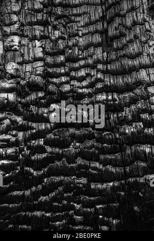 Close up of a burned tree trunk Stock Photo