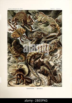 from Ernst Haeckel's Kunstformen der Natur, 1904 Stock Photo