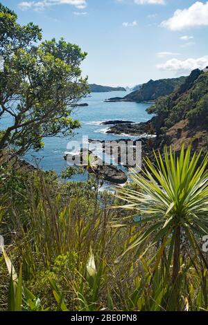 Moturua Island bush walk Bay of Islands New Zealand Stock Photo
