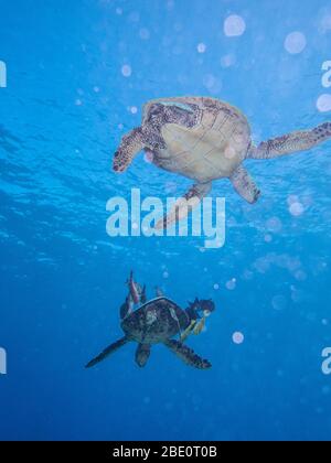 A Green sea turtle swimming underneath the Pacific Ocean off the ...