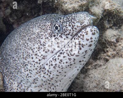 Peppered Moray eel at Mauna Lai dive site, Big Island Hawaii. Stock Photo