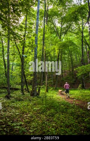 A mature man walking on a path with his dog in a hardwood forest, Maryland, USA. Stock Photo