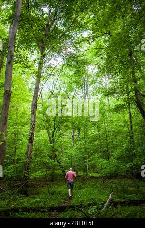 A mature man walking with a walking stick in a hardwood forest, Maryland, USA. Stock Photo